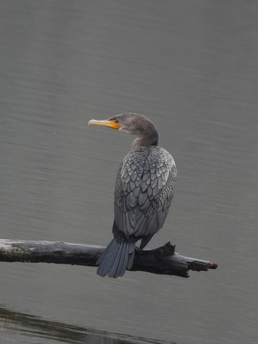 Double-crested Cormorant - ML646477189