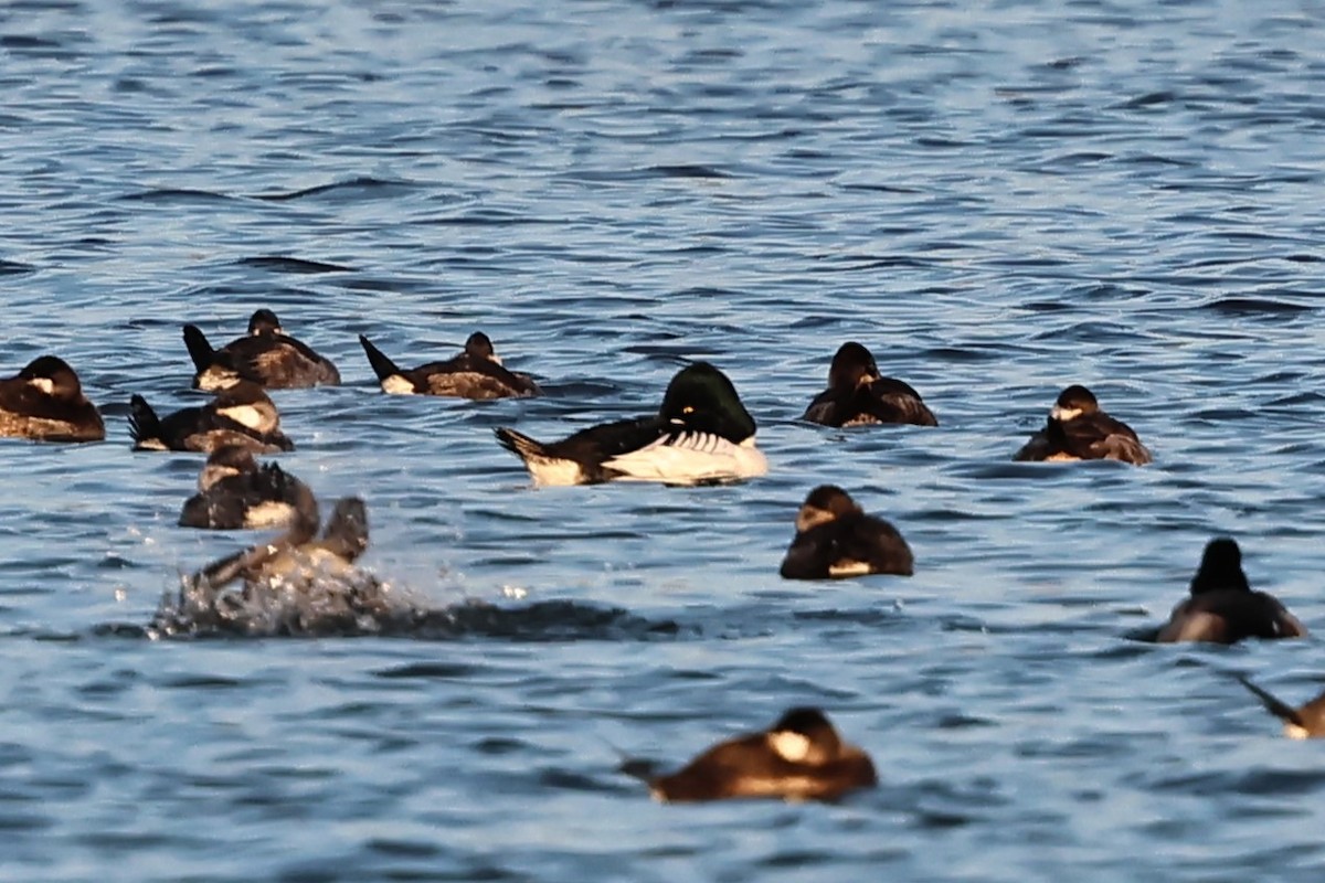 hohol severní - ML646477190