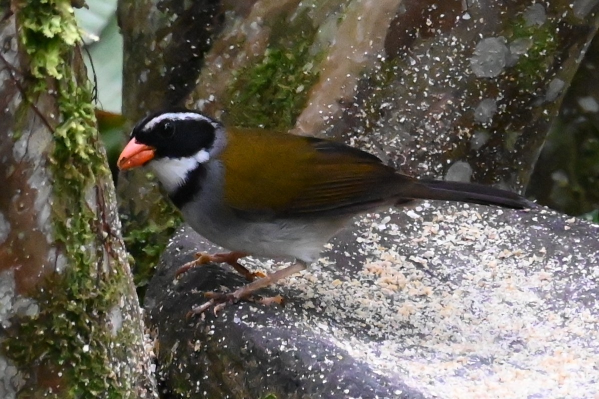 Orange-billed Sparrow - ML646477194