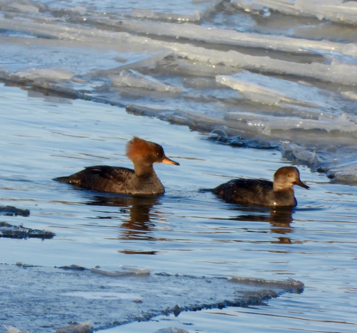 Hooded Merganser - ML646477196