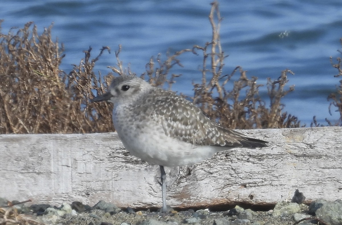 Black-bellied Plover - ML646477197