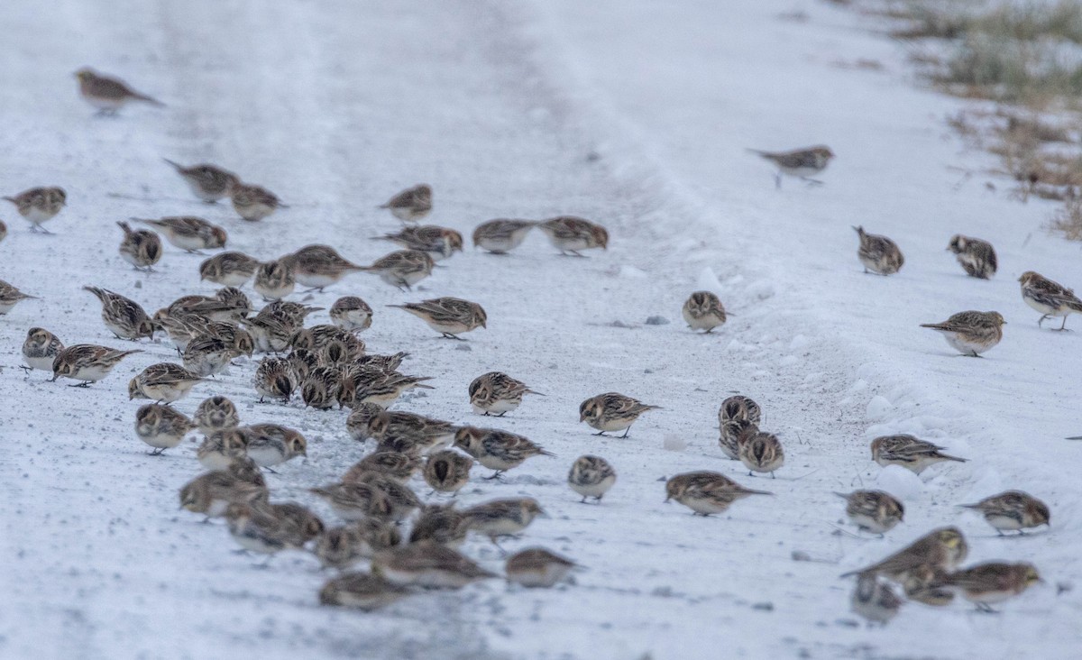 Lapland Longspur - ML646477198