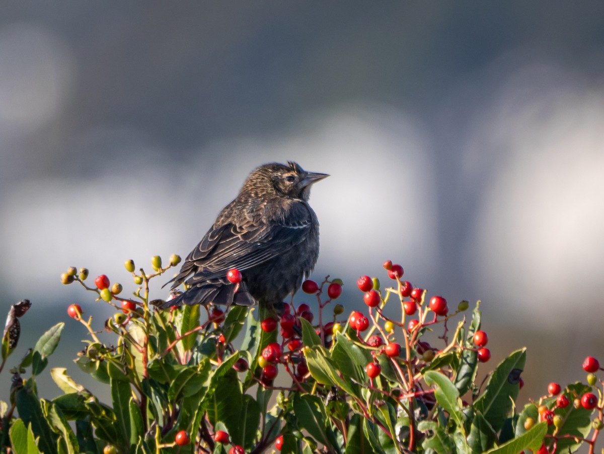 Red-winged Blackbird - ML646477200