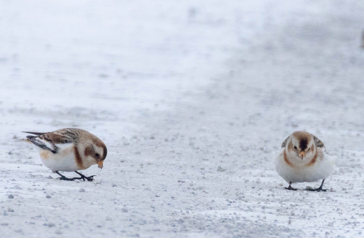 Snow Bunting - ML646477204