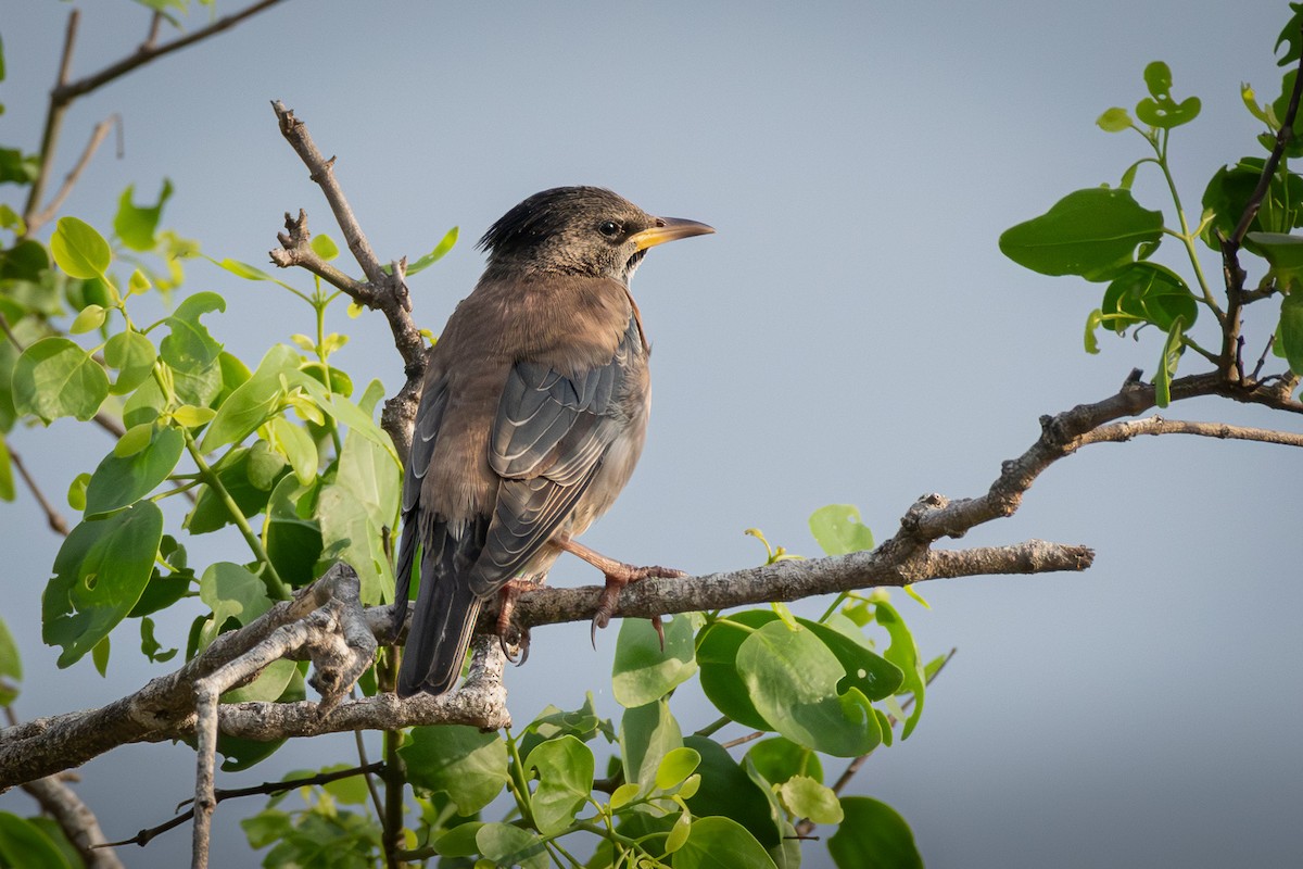 Rosy Starling - ML646477207