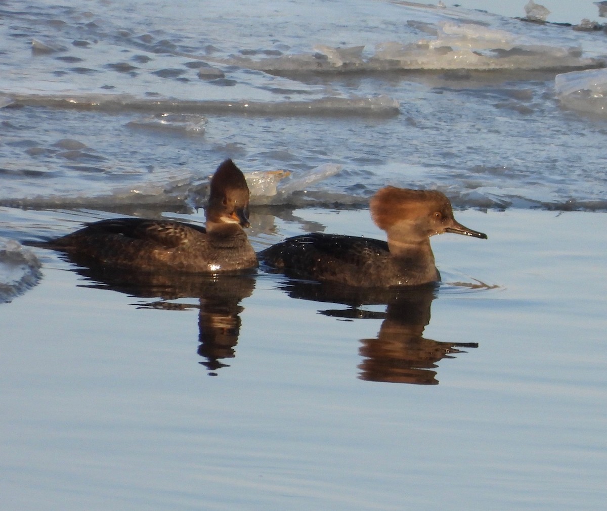 Hooded Merganser - ML646477208
