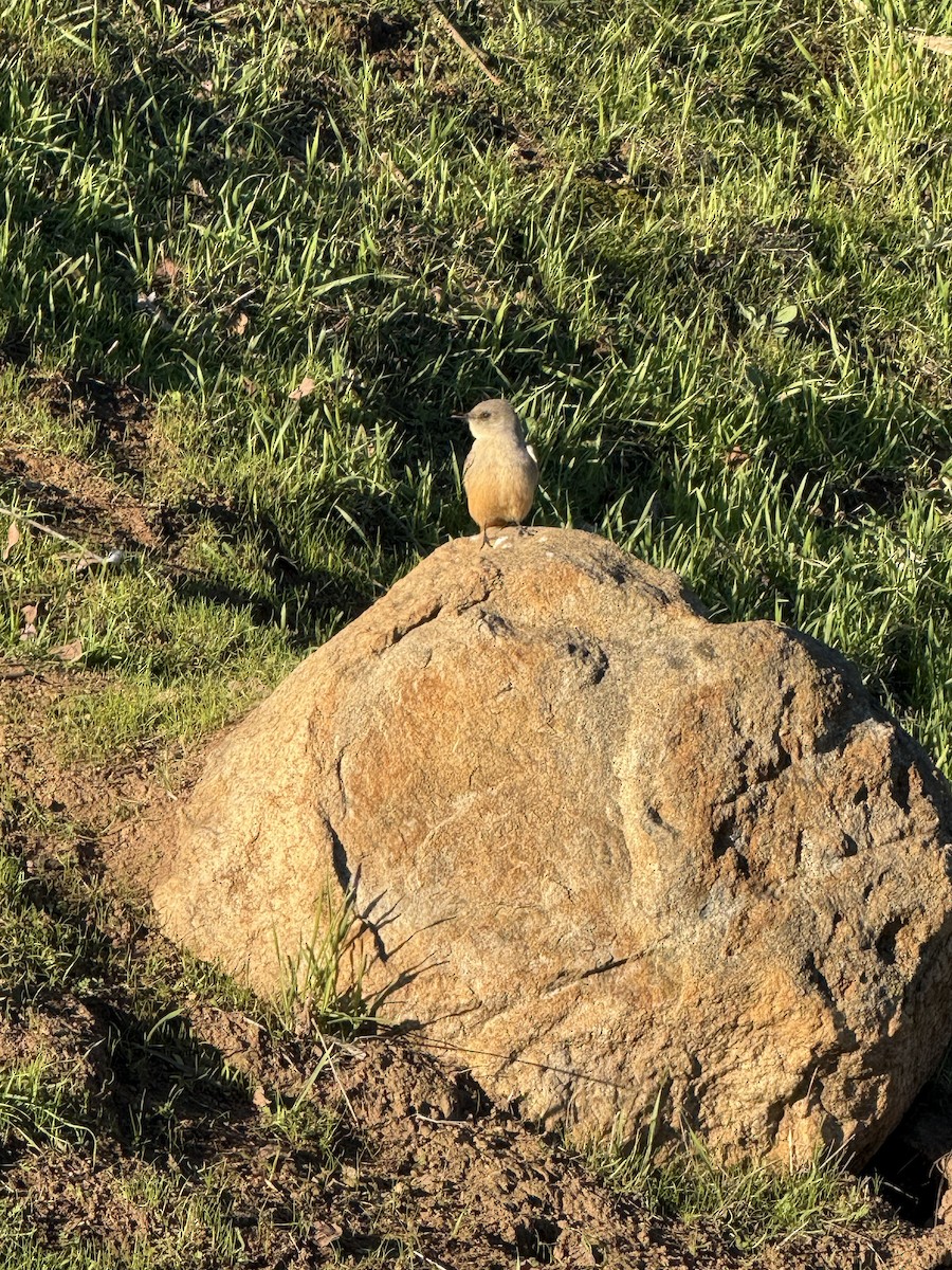 Mosquero Llanero - ML646477209