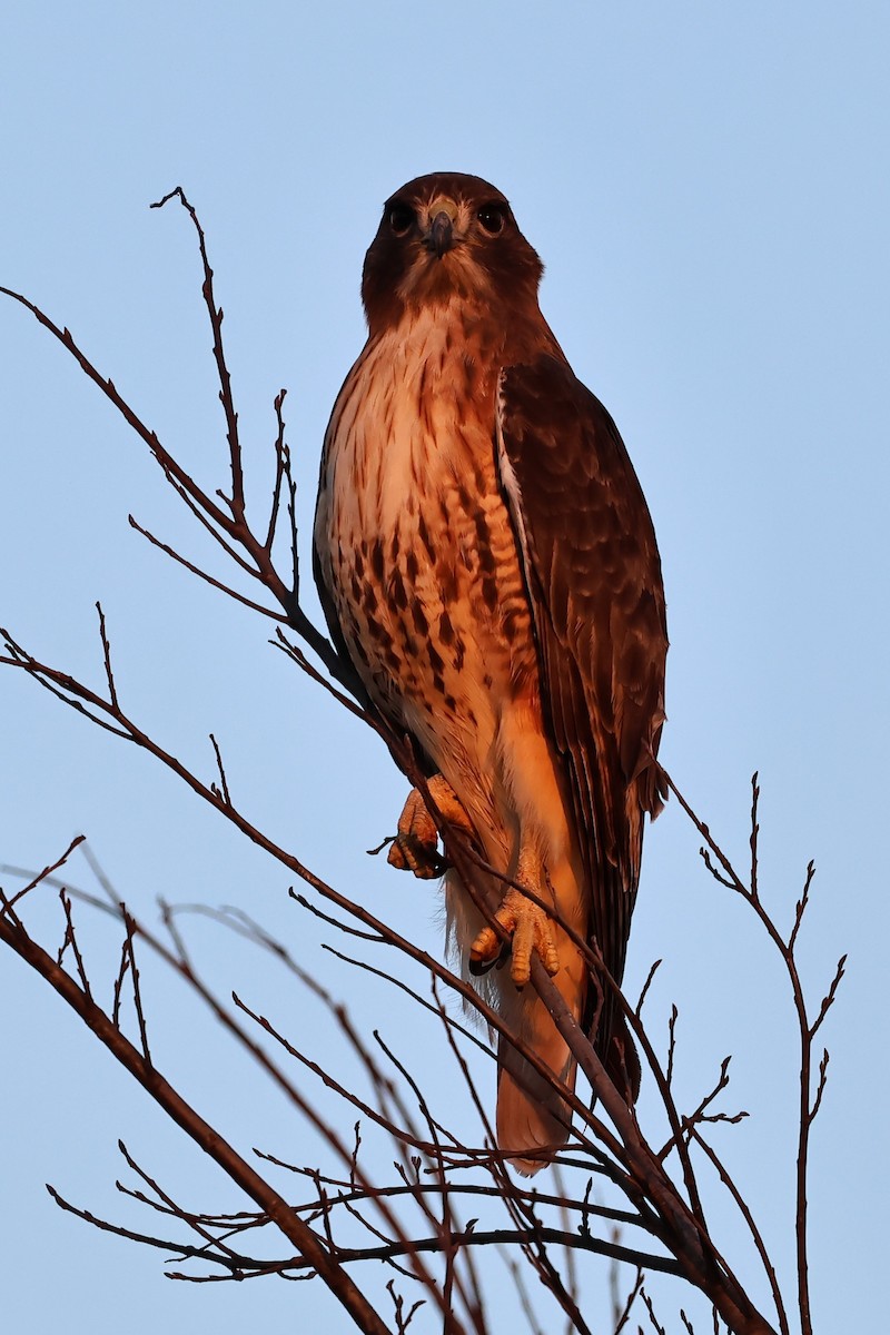 káně rudochvostá - ML646477210