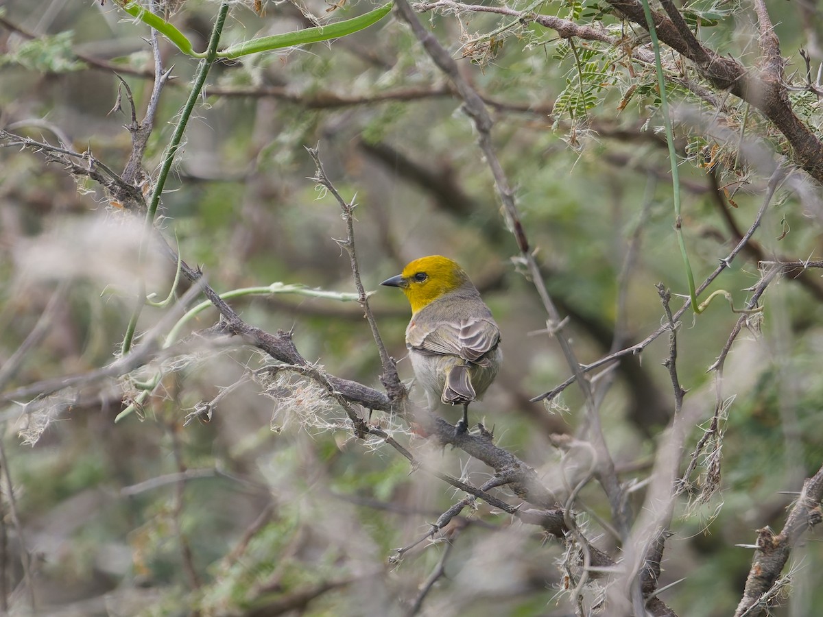 Goldkopf-Beutelmeise - ML646477214