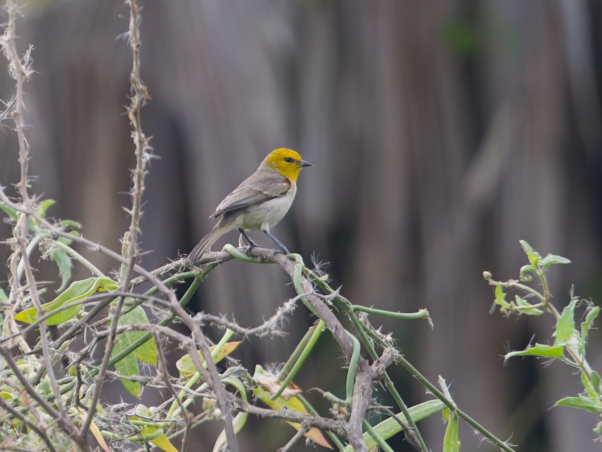 Goldkopf-Beutelmeise - ML646477215