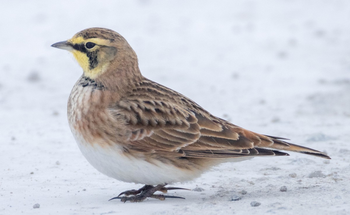 Horned Lark - ML646477216