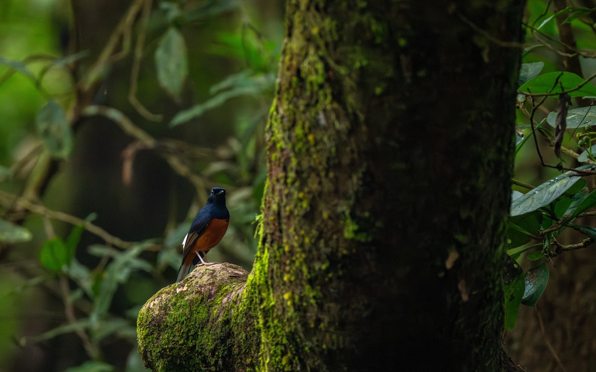 White-rumped Shama - ML646477220