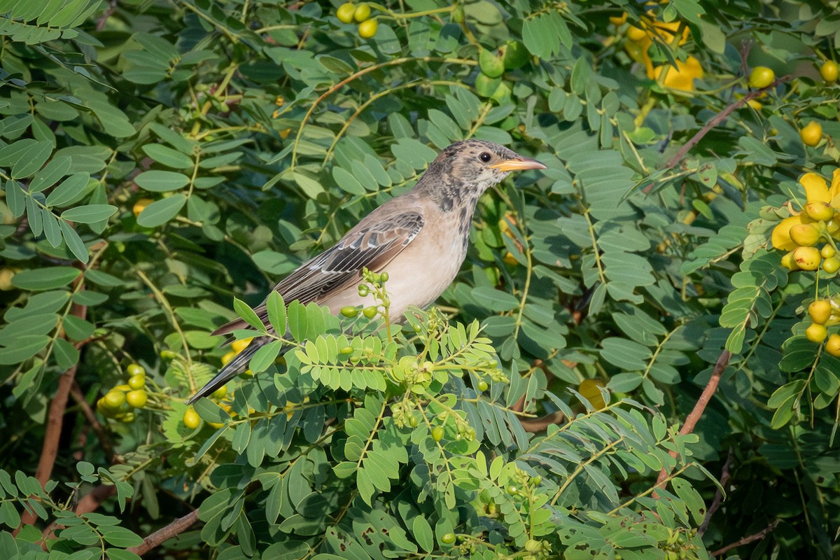 Rosy Starling - ML646477221