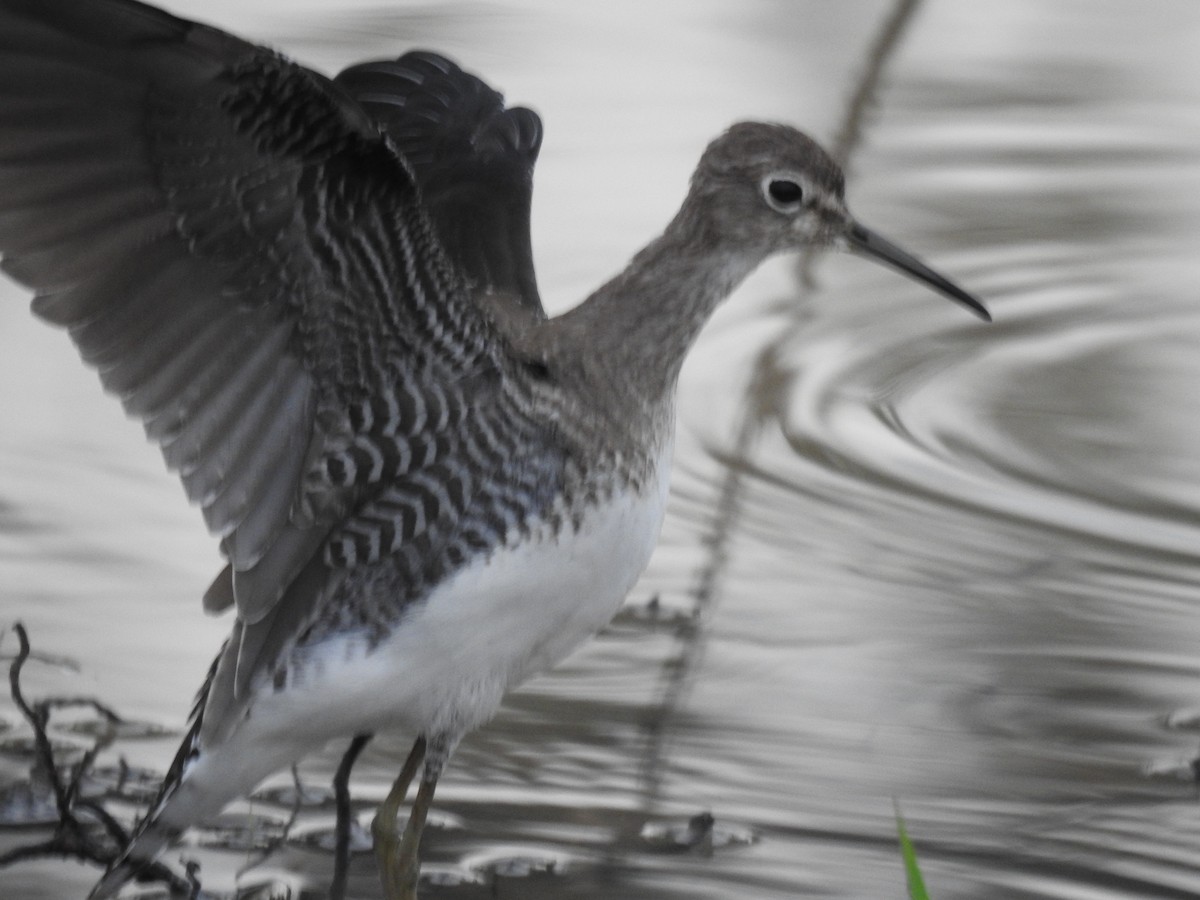 Solitary Sandpiper - ML646477223