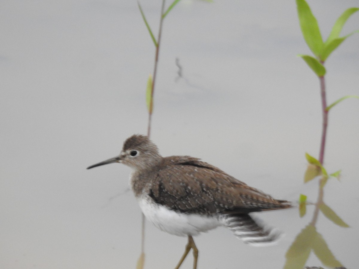 Solitary Sandpiper - ML646477224