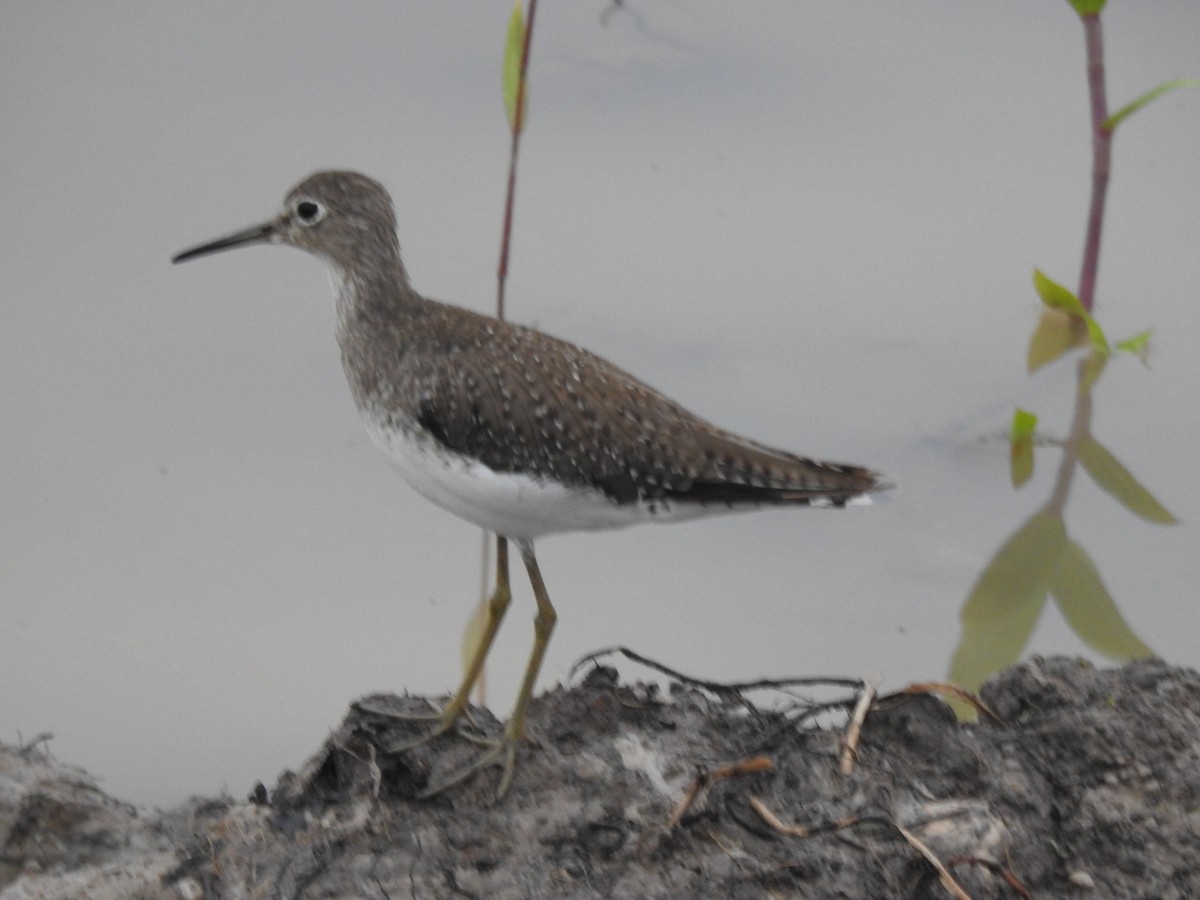Solitary Sandpiper - ML646477225