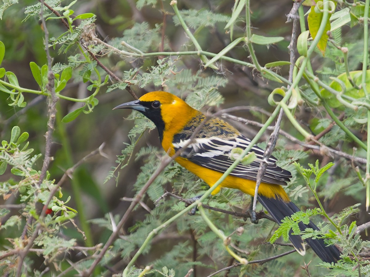 Hooded Oriole - ML646477226