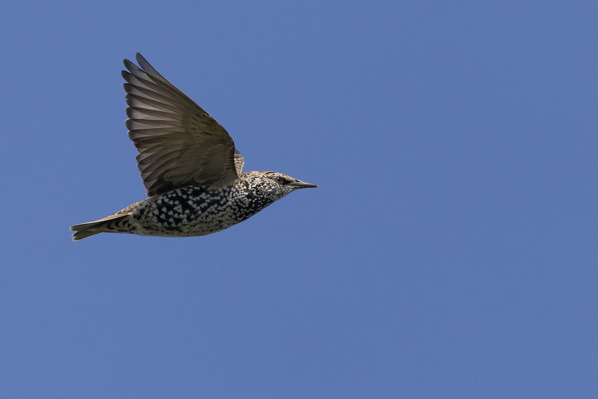 European Starling - ML646477227