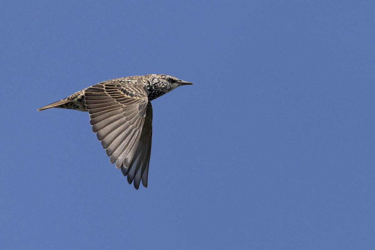 European Starling - ML646477228
