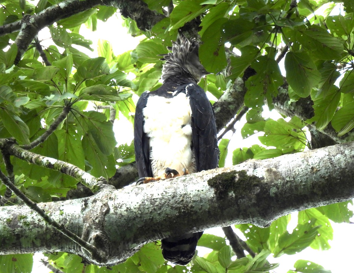 Harpy Eagle - ML646477231