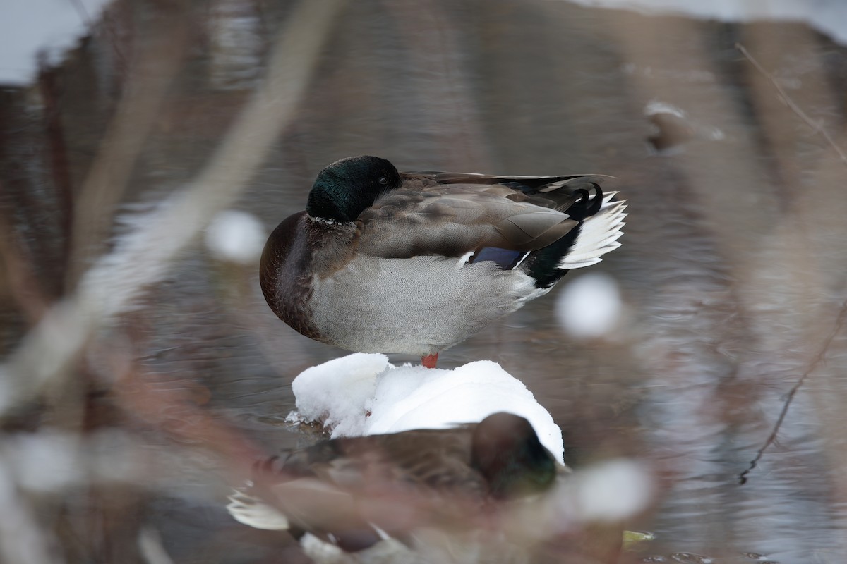 Mallard - ML646477232