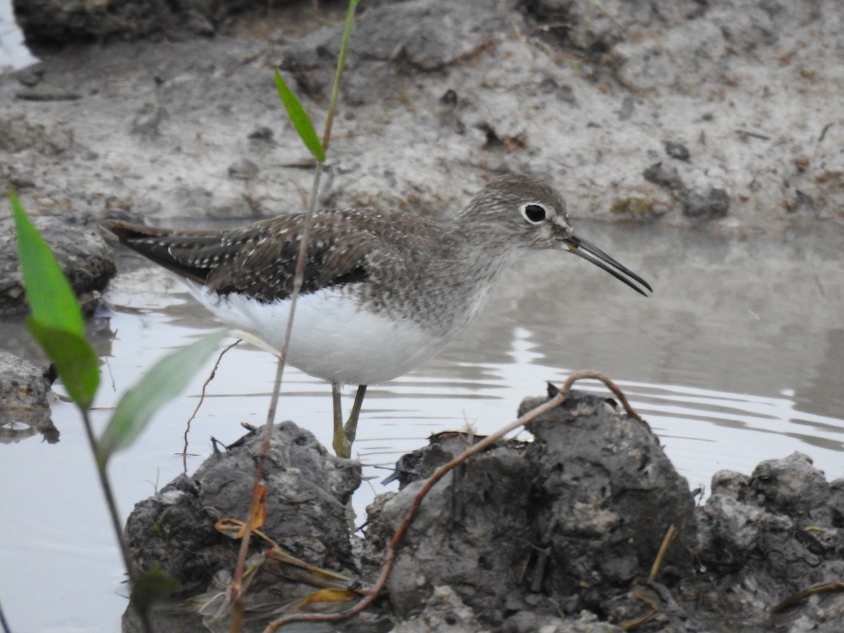 Solitary Sandpiper - ML646477234