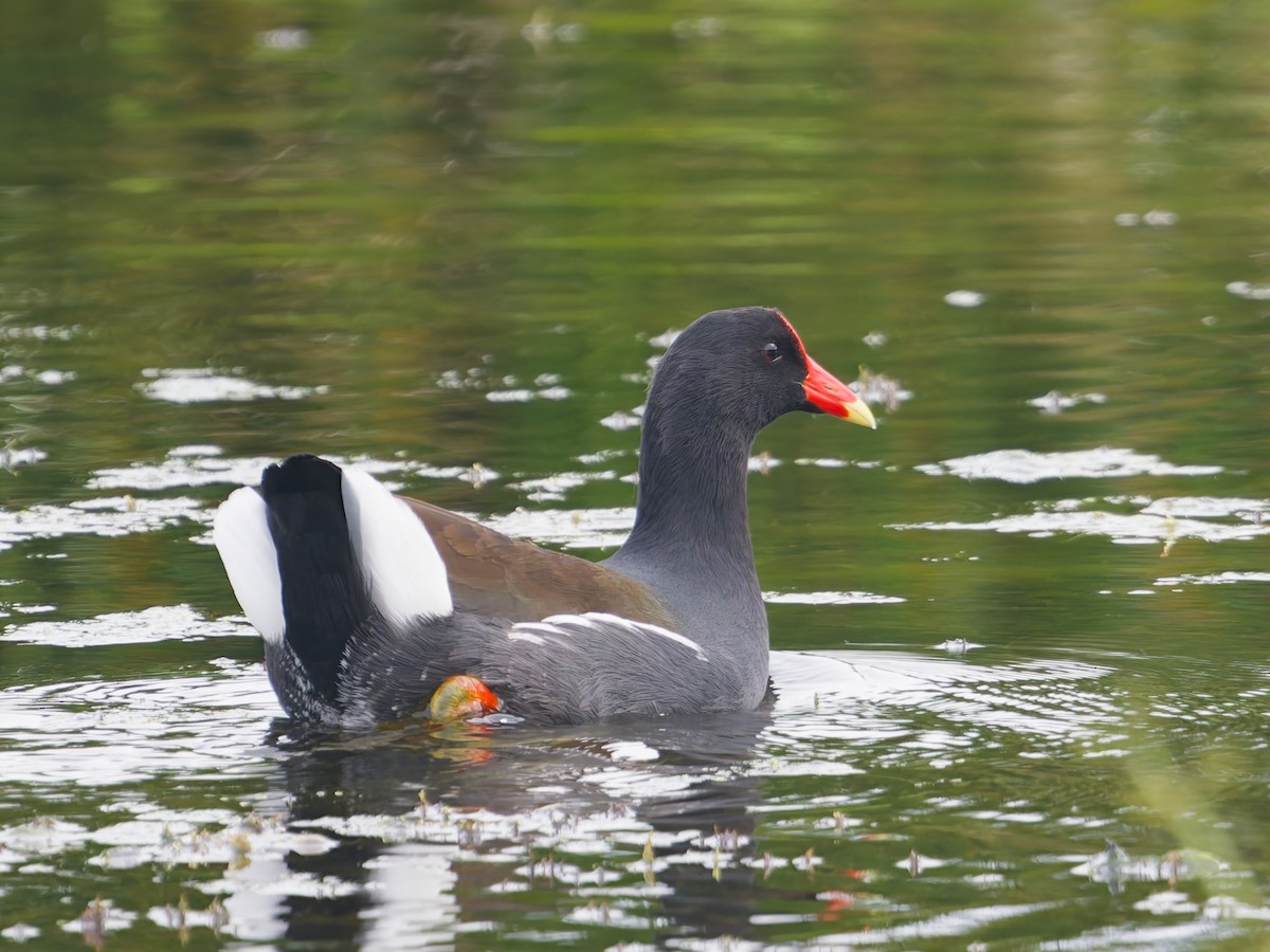 Common Gallinule - ML646477235
