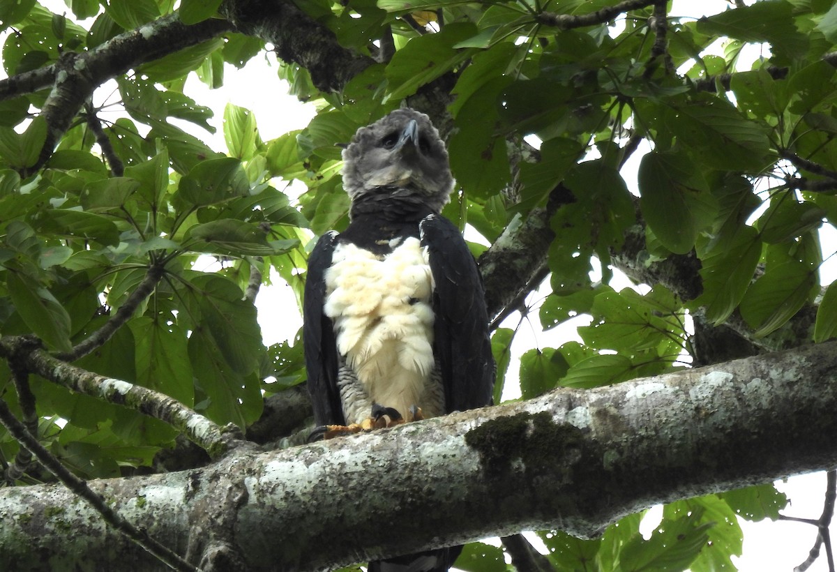 Harpy Eagle - ML646477236