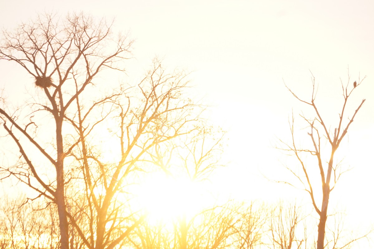 Bald Eagle - ML646477238