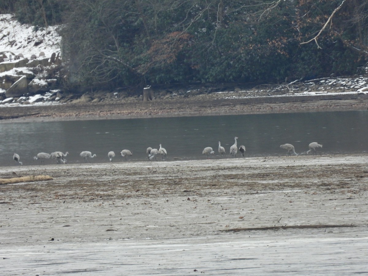 Sandhill Crane - ML646477239