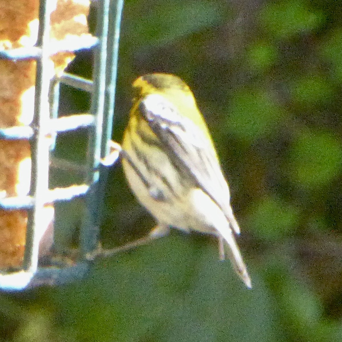 Townsend's Warbler - ML646477240