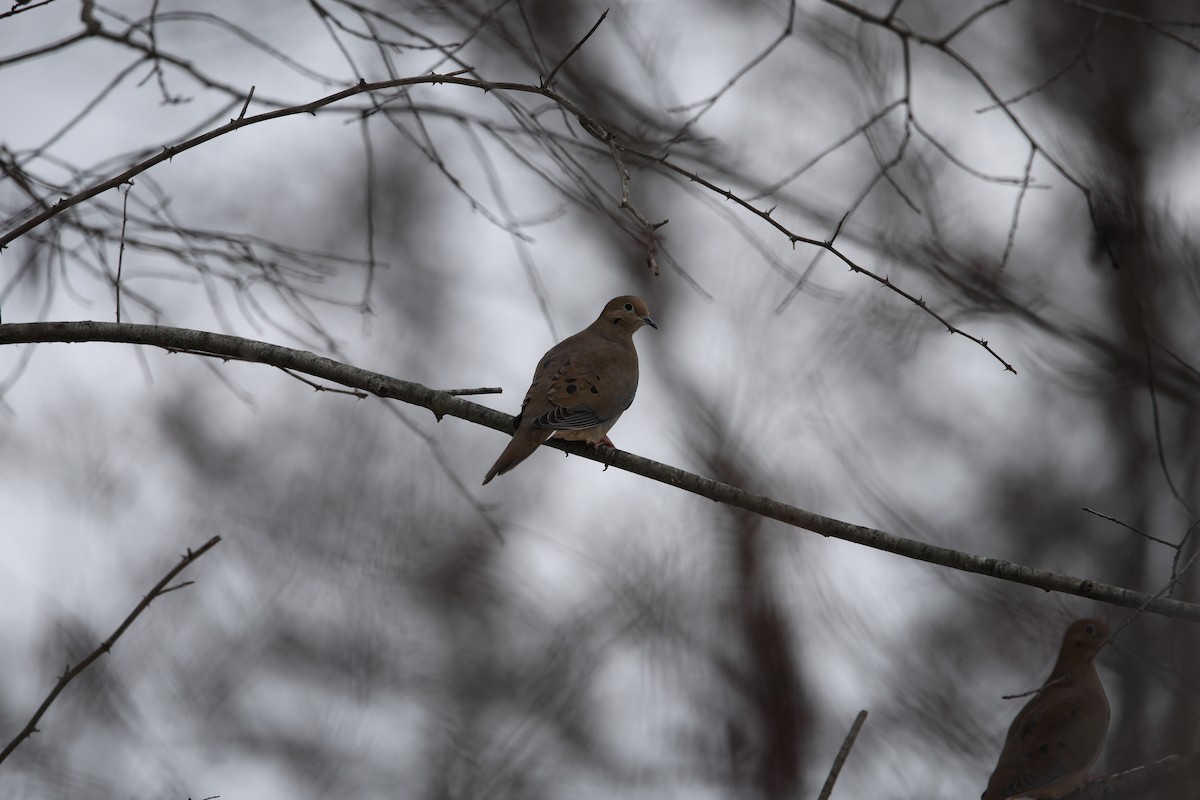 Mourning Dove - ML646477241