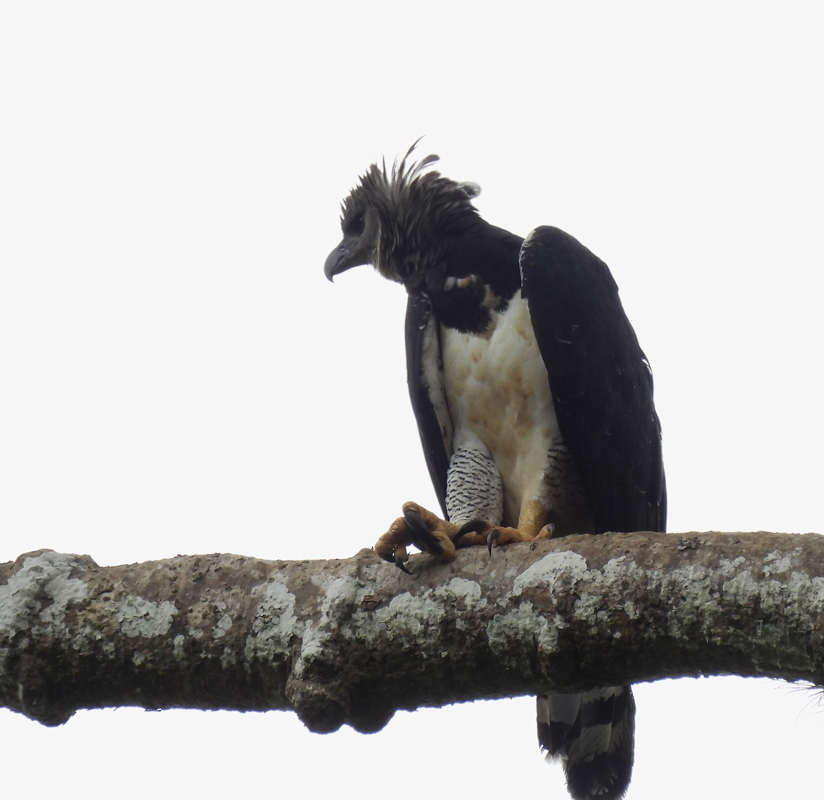 Harpy Eagle - ML646477242