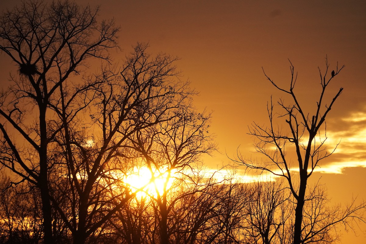 Bald Eagle - ML646477243