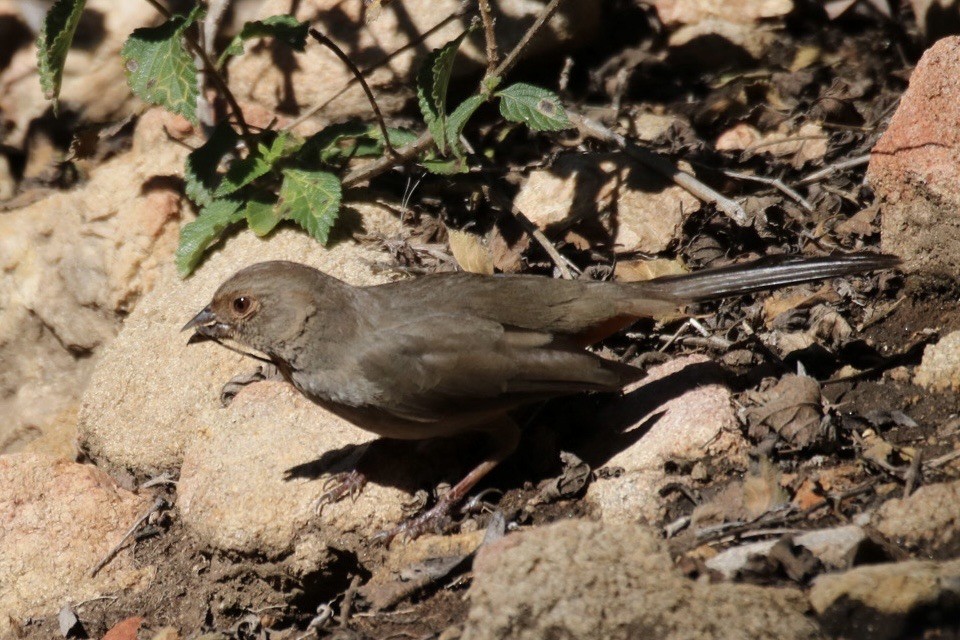California Towhee - ML646477244