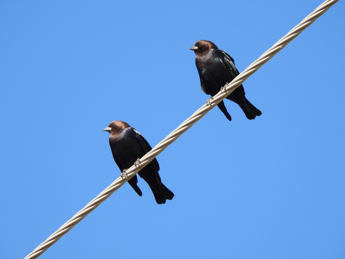 Brown-headed Cowbird - ML646477245