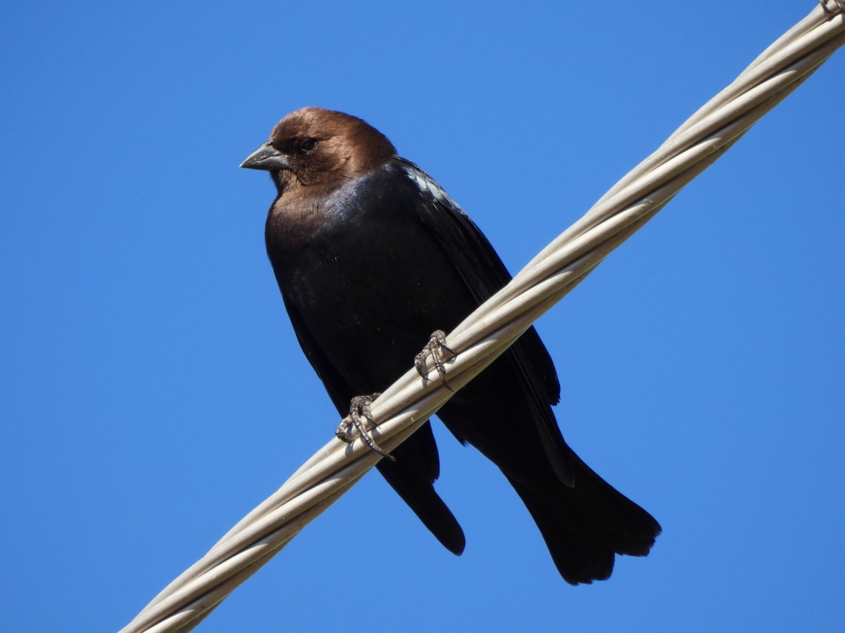 Brown-headed Cowbird - ML646477246