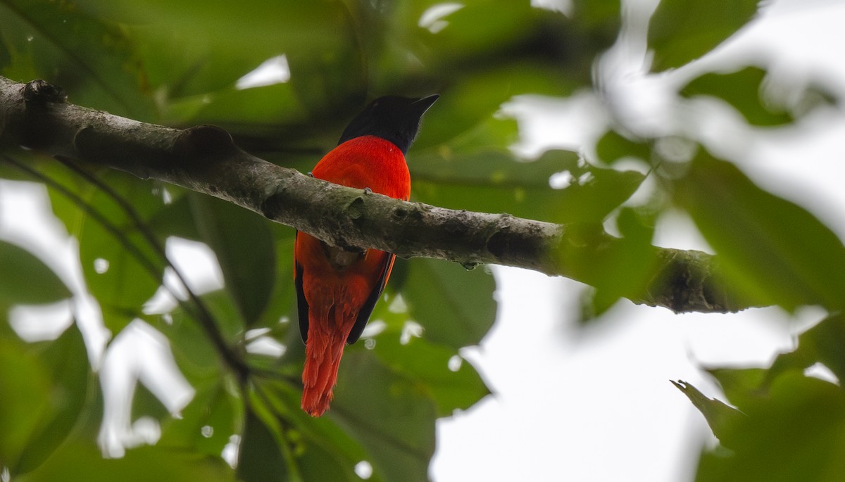 Scarlet Minivet - ML646477247