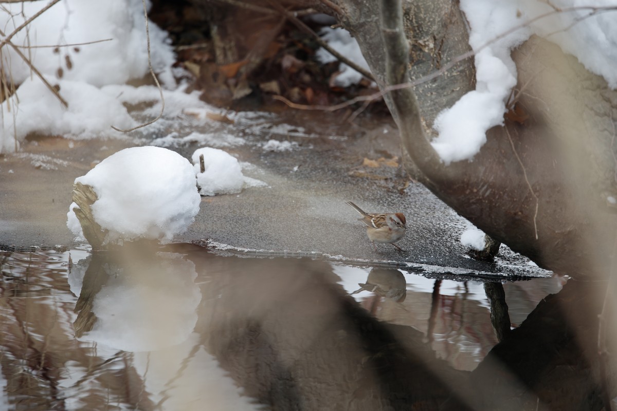 American Tree Sparrow - ML646477248