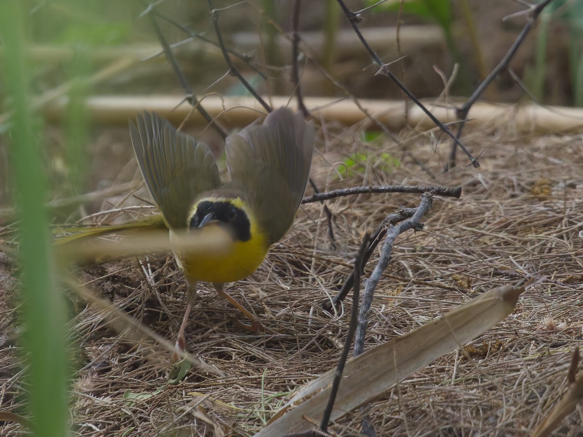 Belding's Yellowthroat - ML646477249