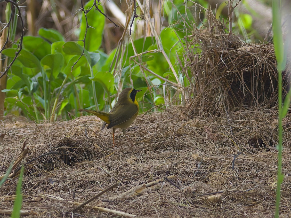 Belding's Yellowthroat - ML646477250
