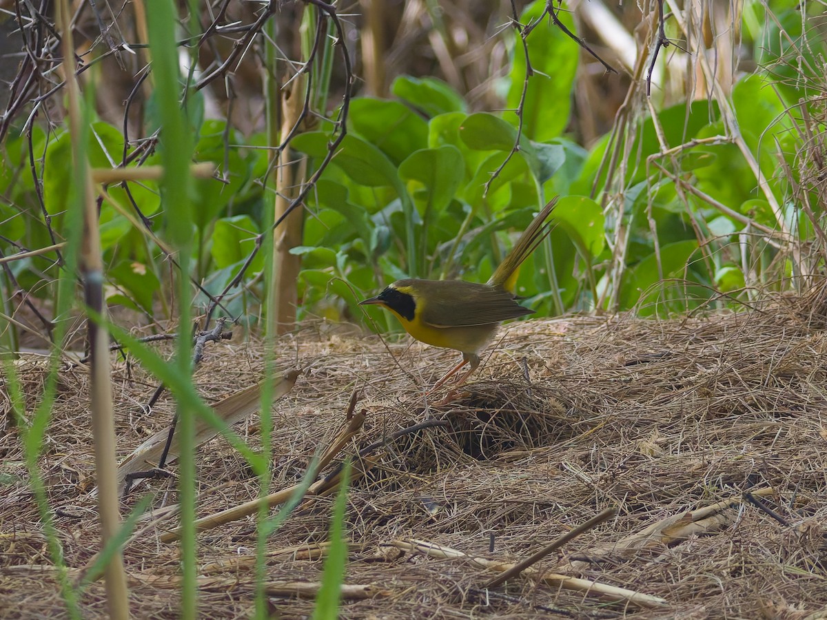 Belding's Yellowthroat - ML646477251