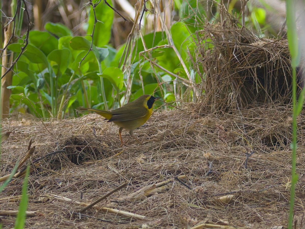 Belding's Yellowthroat - ML646477252