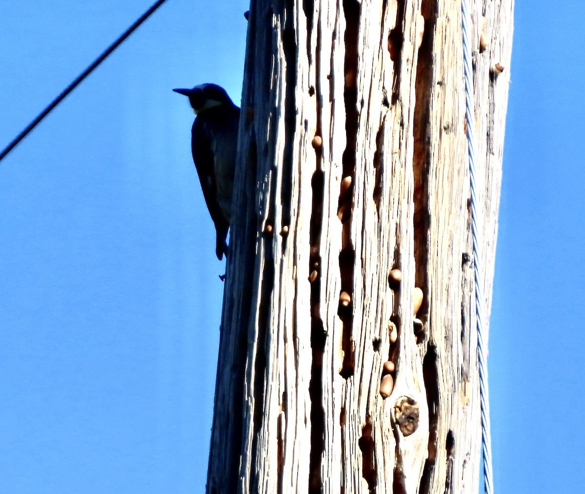 Acorn Woodpecker - ML646477253