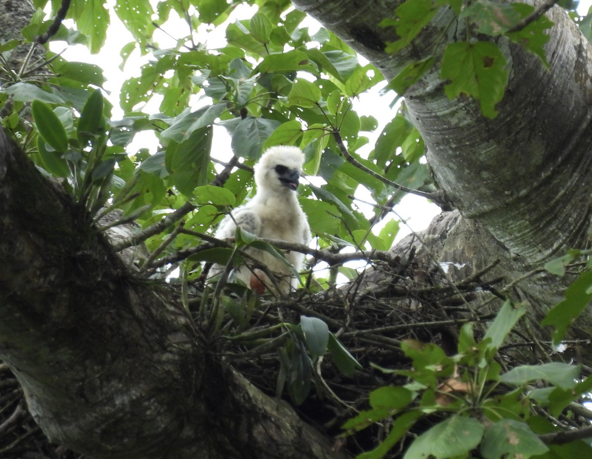 Harpy Eagle - ML646477254