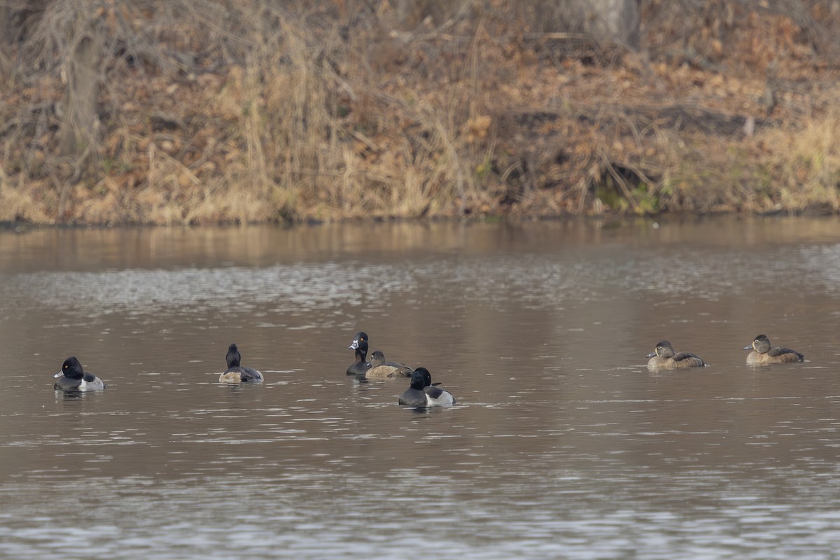 Ring-necked Duck - ML646477255