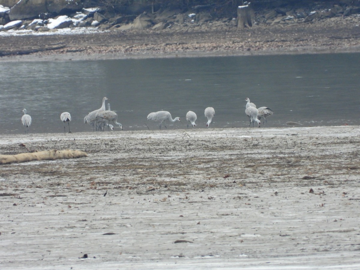 Sandhill Crane - ML646477256