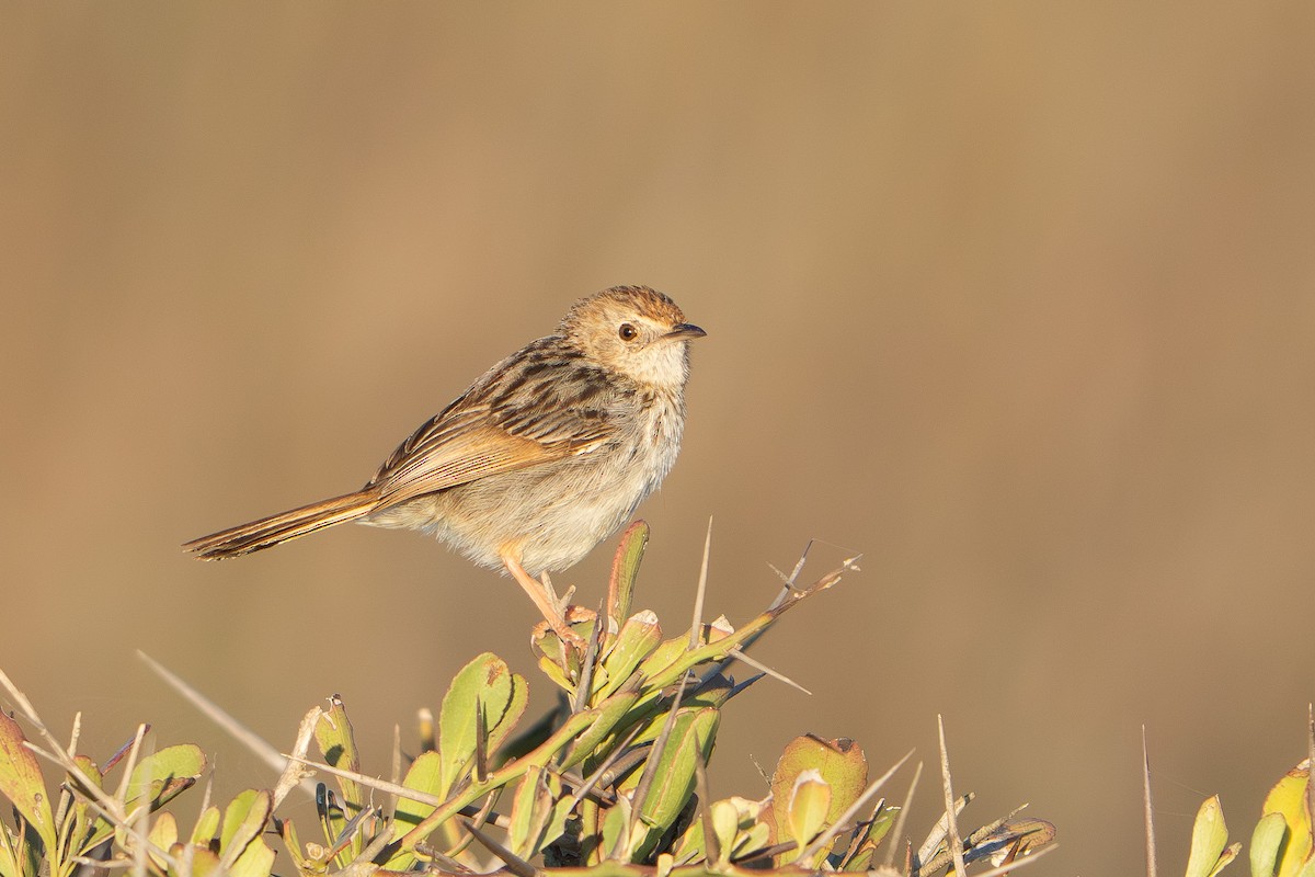 Gray-backed Cisticola (Red-headed) - ML646477264