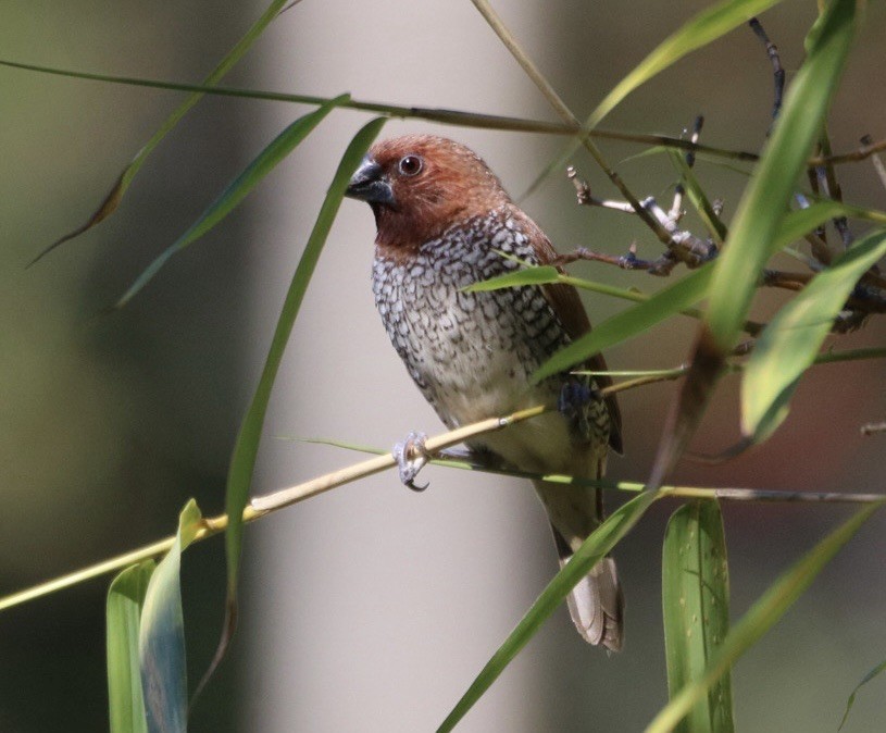 Capuchino Punteado - ML646477265