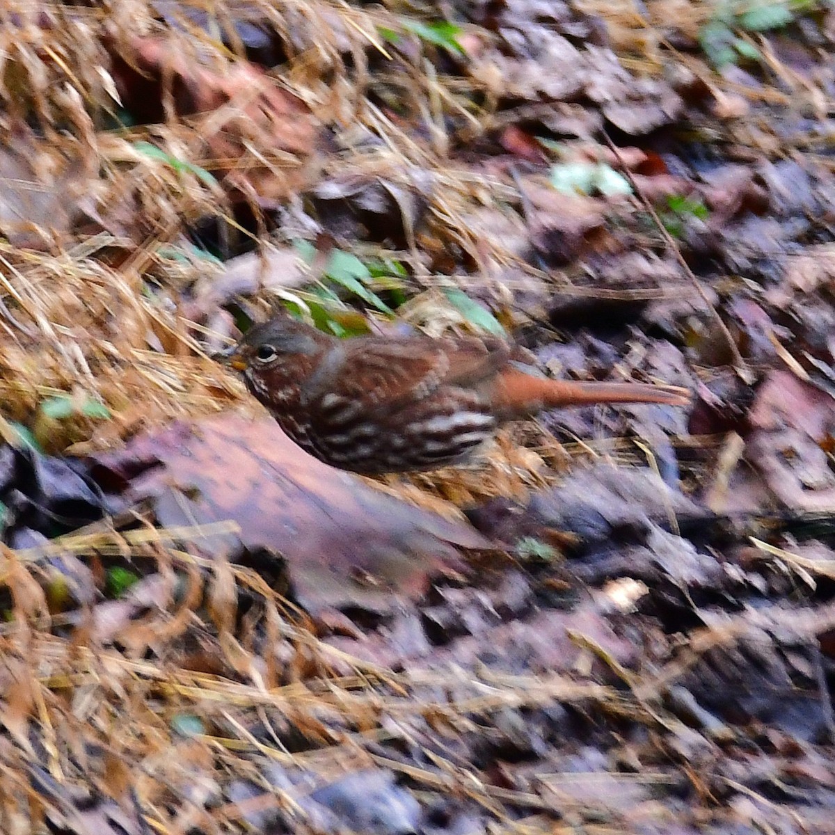 Passerella variabile - ML646477266